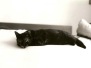 Animaux