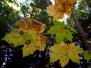 Automne