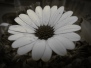 Darktable0.5