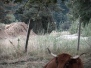 vaches