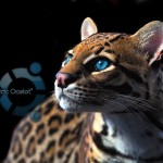 Oneiric Ocelot